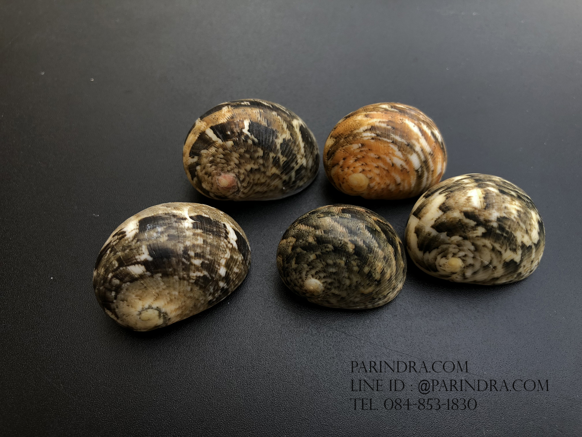 เซ็ตเปลือกหอยน้ำพริก หอยนกหวีด Nerita sp. เป่ามีเสียง สีสวย Set 3