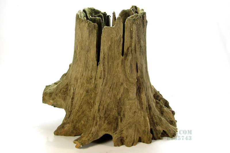 ขอนไม้ ตอไม้ สำหรับตกแต่งตู้ปลา