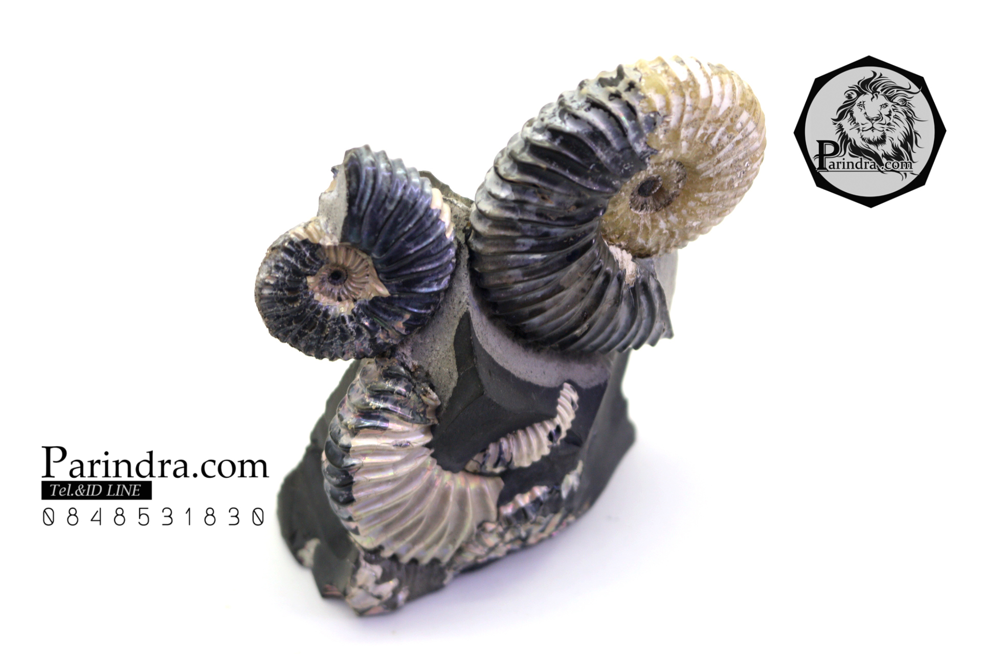 ฟอสซิล แอมโมไนต์ Ammonite Deschaesites - จาก Middle Volga, Russia #AM035