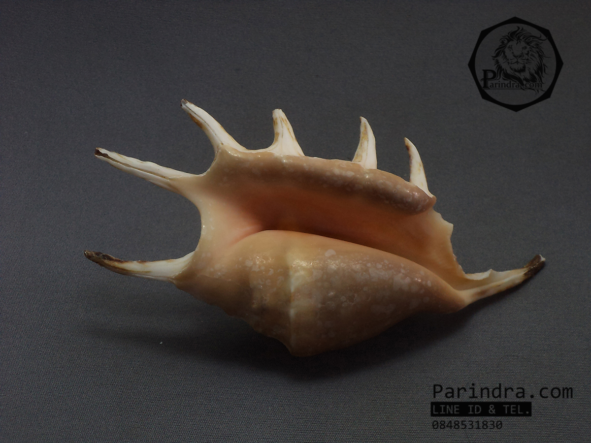 ขายเปลือกหอยจักรนารายณ์ Lambis สีจัด ขนาดเล็ก สวยๆ แต่งร้าน ตั้งโต๊ะทำงาน #LC005