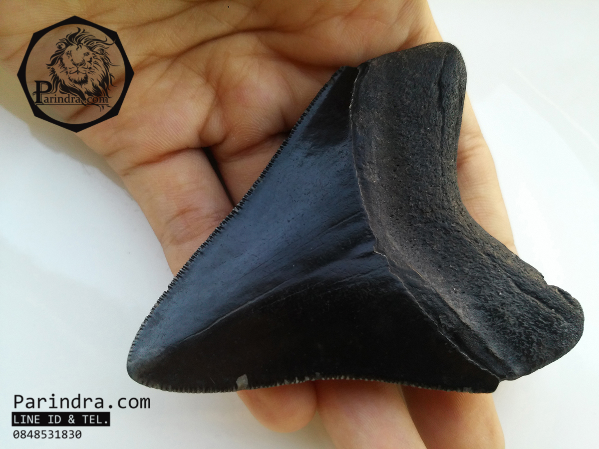 ฟันฉลามยักษ์เมกกาโลดอน Megalodon จาก South Carolina USA ขนาด 2 7/8 นิ้ว #MGT003
