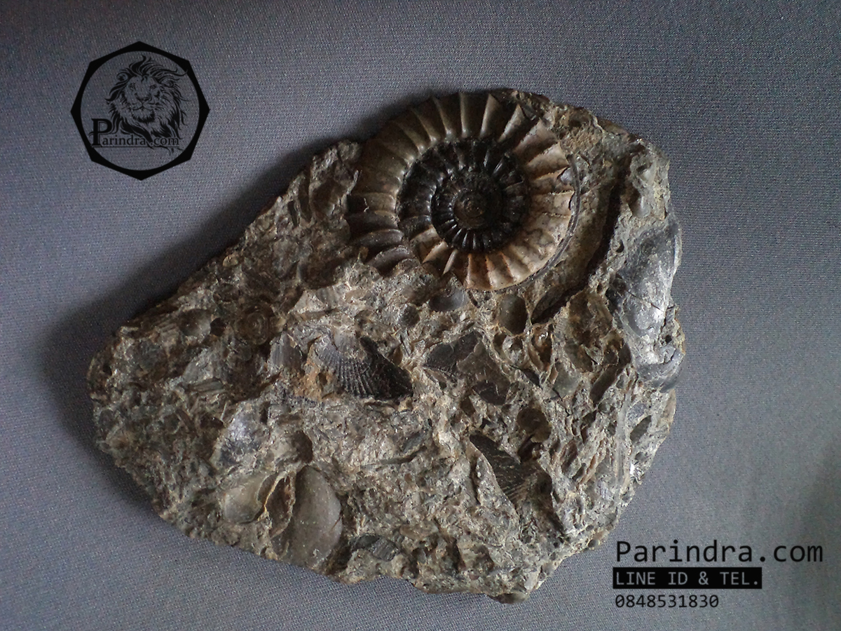 ฟอสซิลหอย Ammonite Promicroceras Planicosta - จากหาด Charmouth UK #AM004