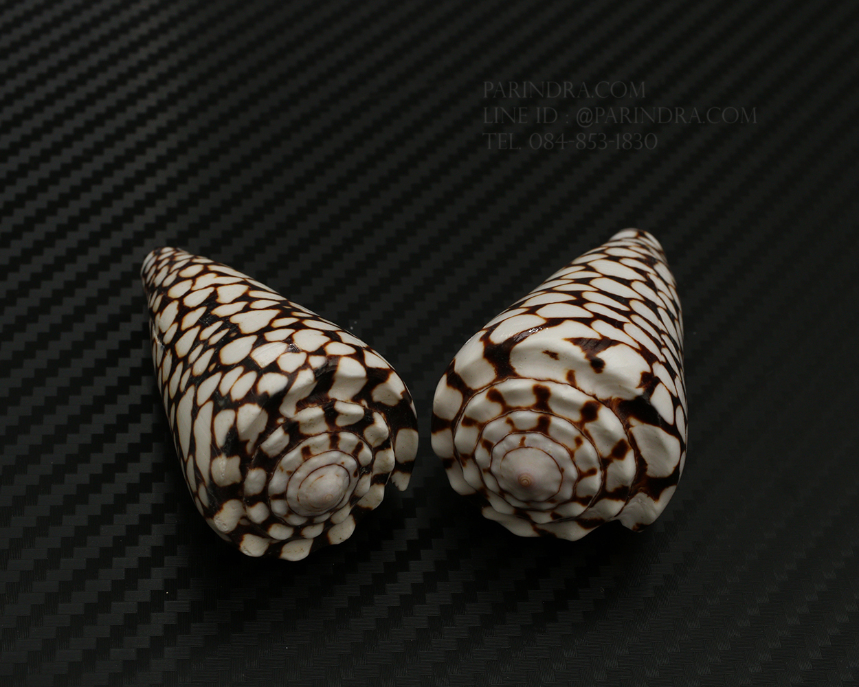เปลือกหอยเต้าปูนลายจุด #Conus marmoreus ขนาดประมาณ 2 นิ้ว