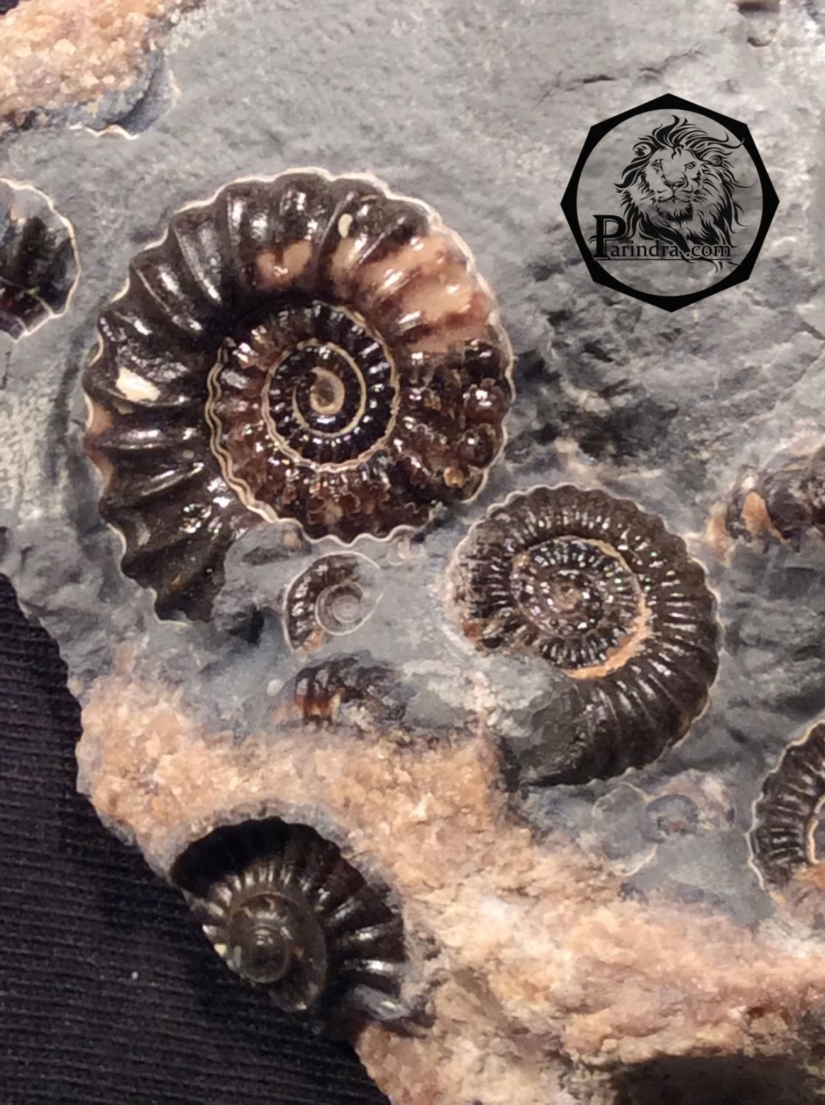 ฟอสซิลหอย Ammonite Promicroceras และ Xipheroceras- จากหาด Charmouth UK #AM007