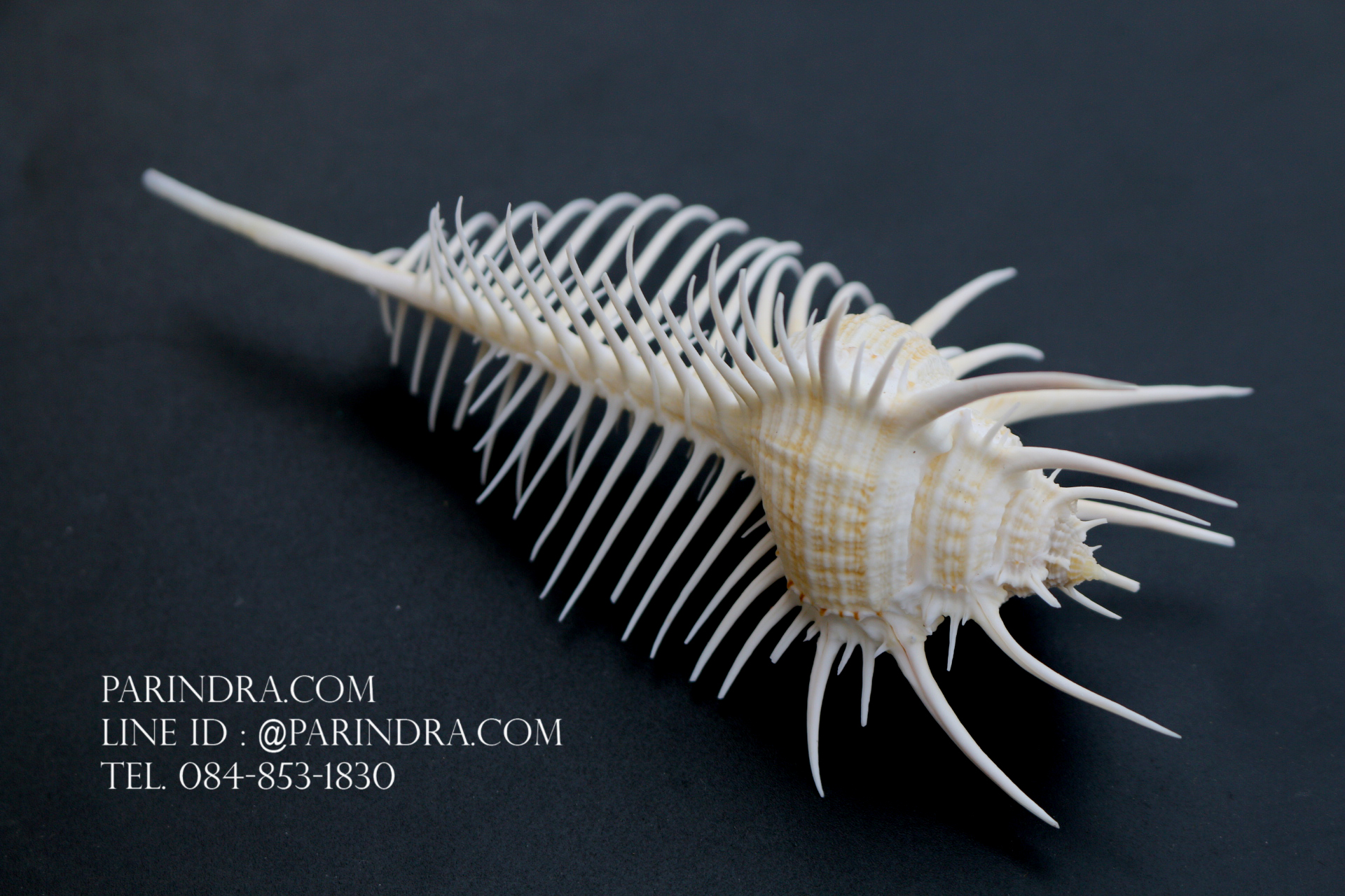 หอยสังข์หวี หอยสังข์หนาม (Murex pecten) ขนาด นิ้ว #MUREX004