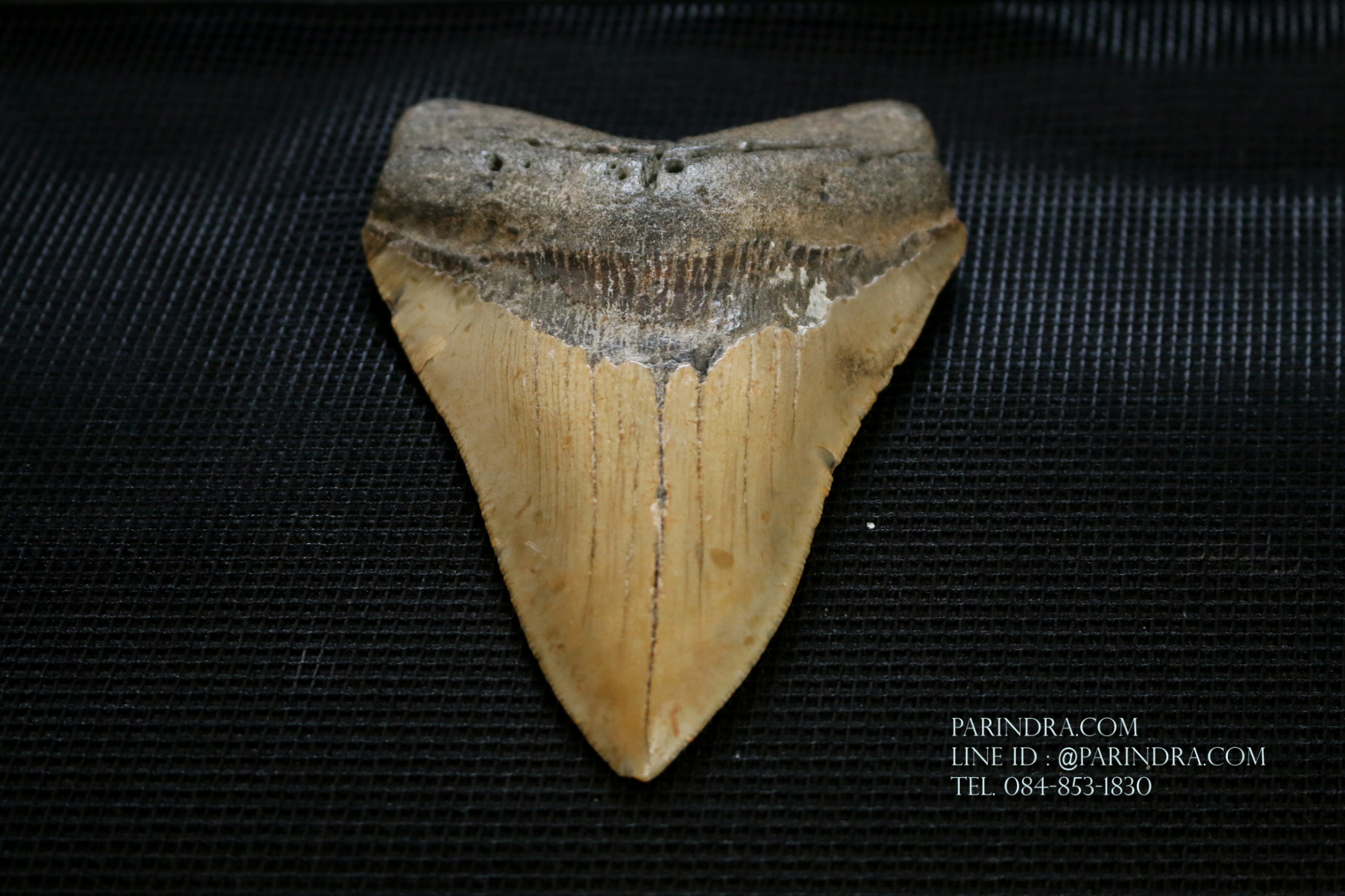 ฟันฉลามยักษ์เมกาโลดอน Megalodon ขนาด 4.45" #MGT008