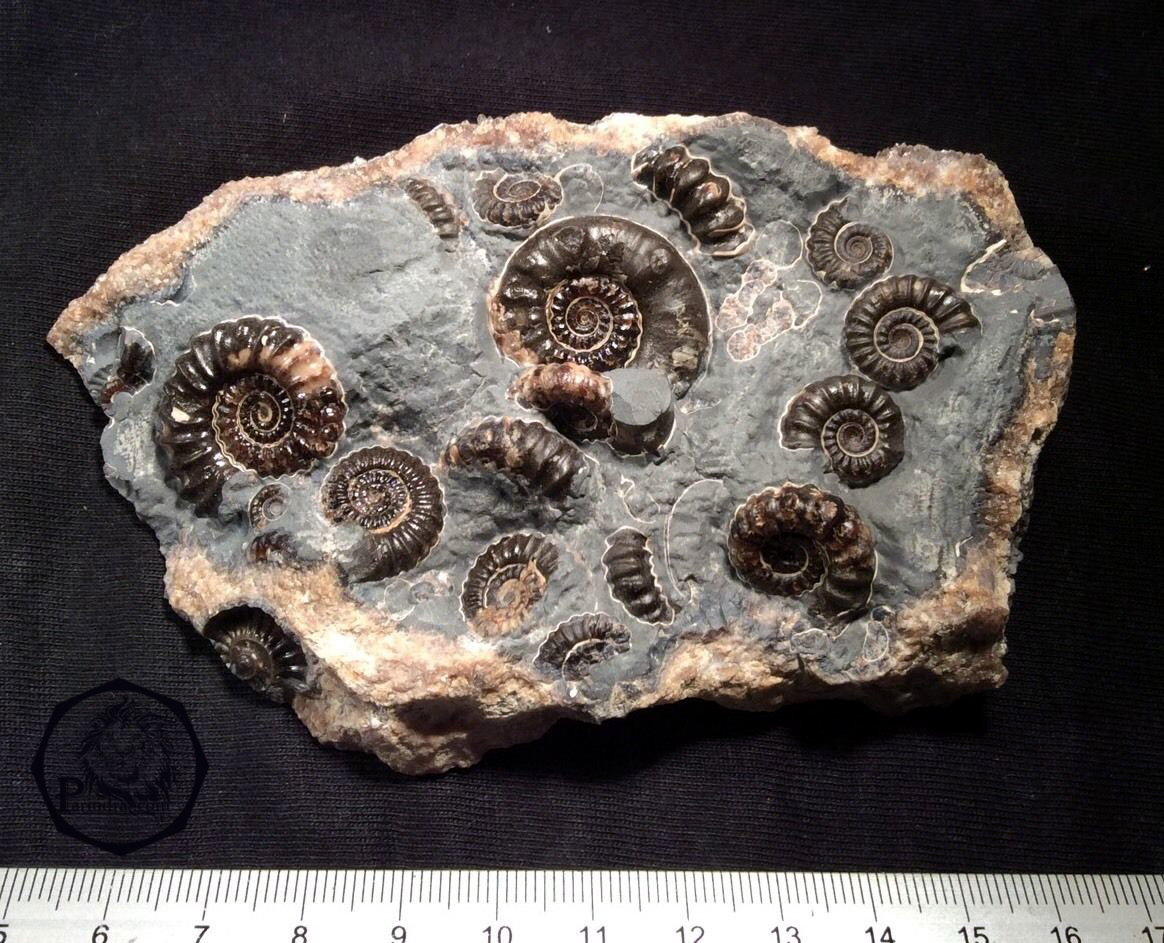 ฟอสซิลหอย Ammonite Promicroceras และ Xipheroceras- จากหาด Charmouth UK #AM007