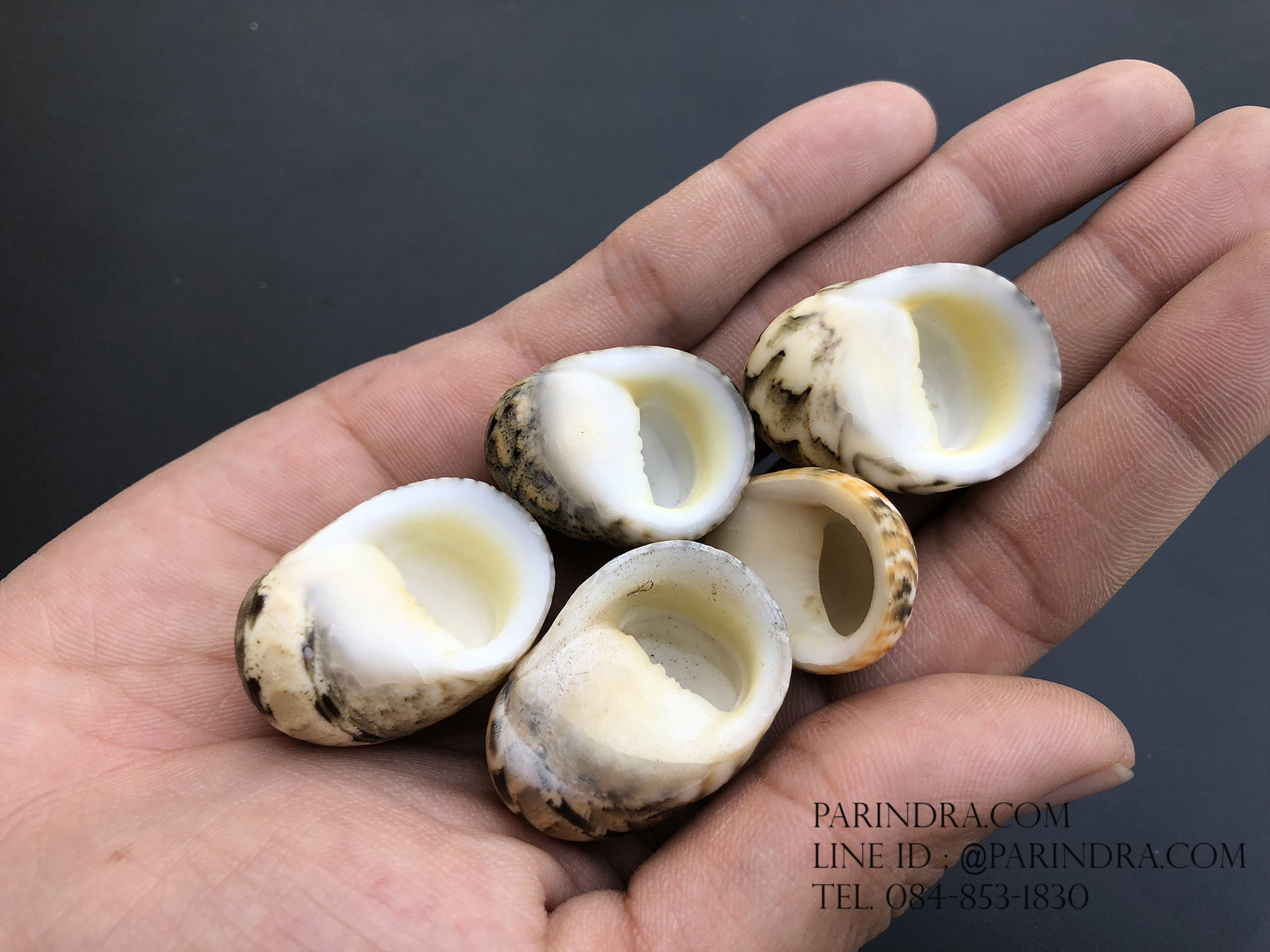 เซ็ตเปลือกหอยน้ำพริก หอยนกหวีด Nerita sp. เป่ามีเสียง สีสวย Set 3