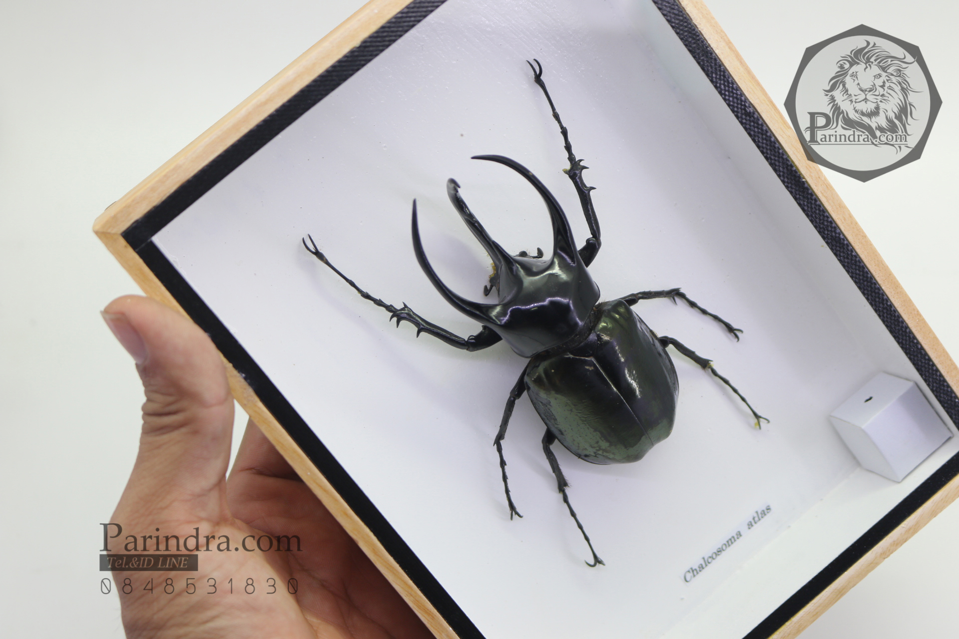 ด้วงกว่างสามเขาแอตลาส ตัวใหญ่มาก (Chalcosoma atlas) ในกรอบไม้น้ำตาล สำหรับตั้งโชว์ ขนาด 6x8 นิ้ว
