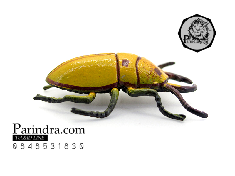 โมเดลด้วง