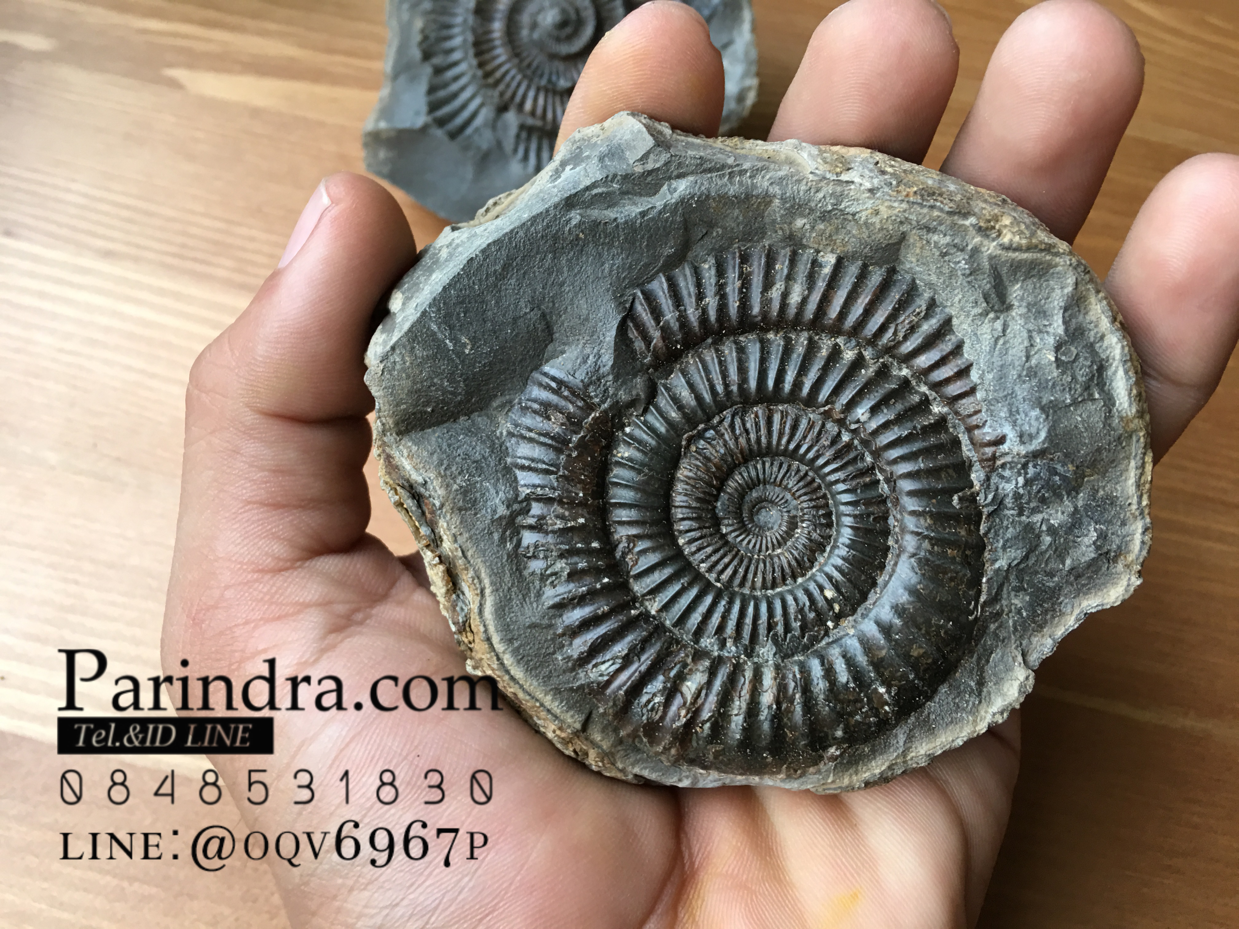 ฟอสซิล แอมโมไนต์ Ammonite Dactylioceras commune Whitby UK #AM037