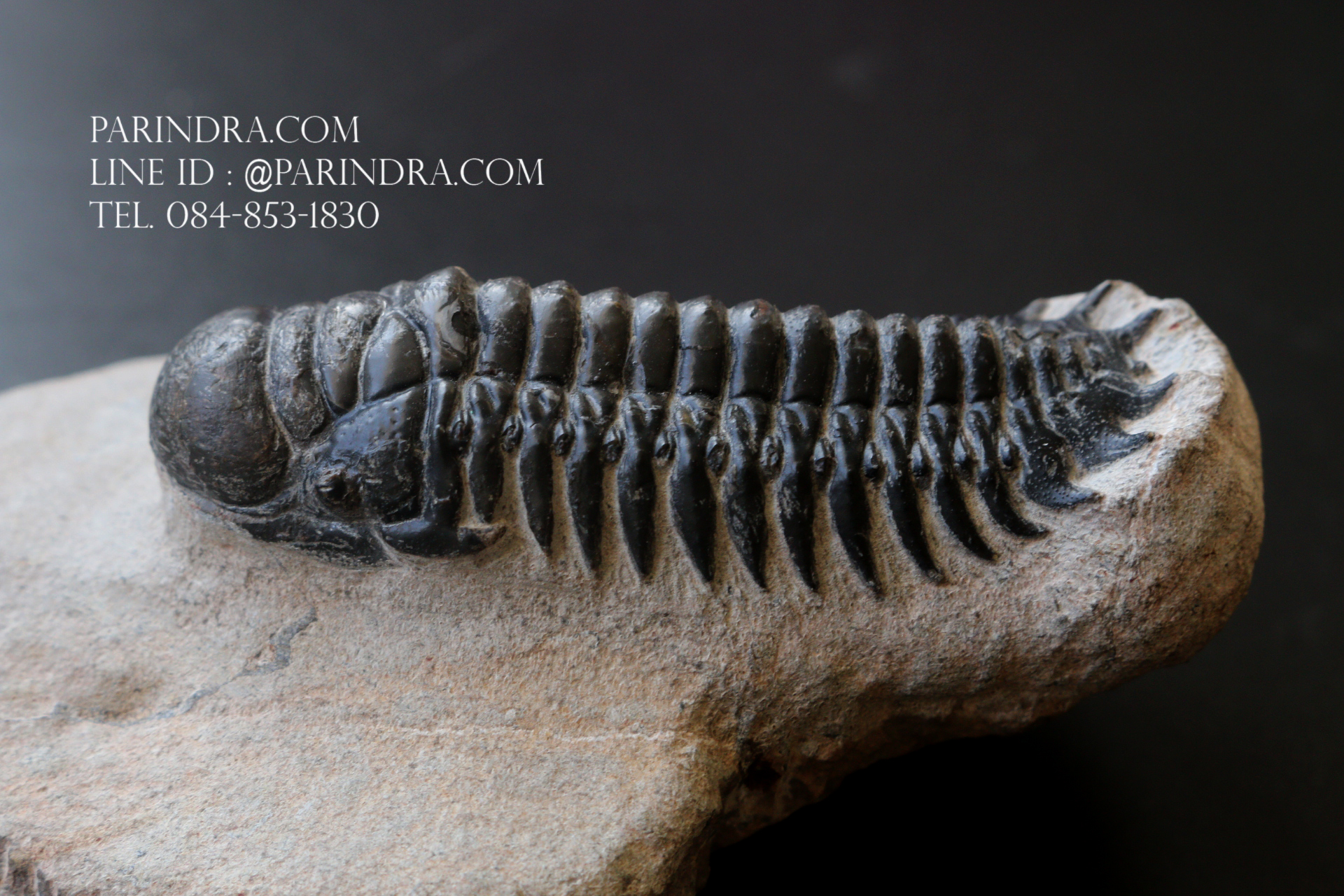 ฟอสซิล Trilobite Crotalocephalus gibbus, Morocco #TLB008