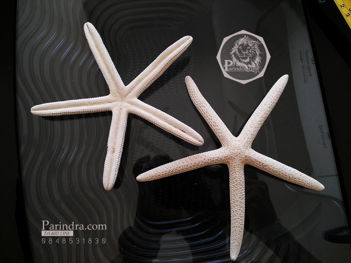 ปลาดาวขนาดใหญ่ ขนาด 7 นิ้ว สวยคัดพิเศษ