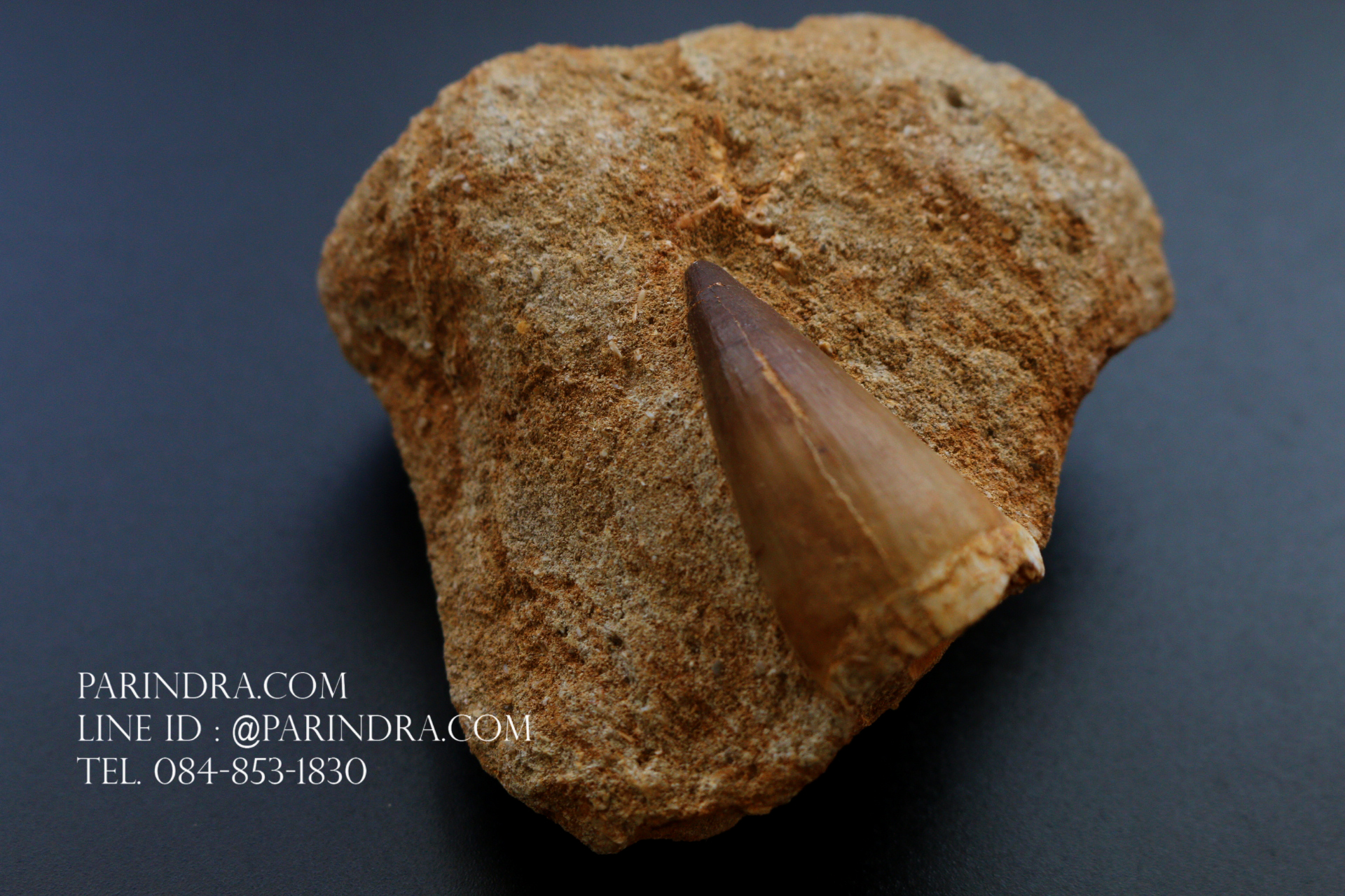 ฟันมีโซซอร์ Mosasaurus Tooth บน Matrix - Khourigba, Morocco #MSS000