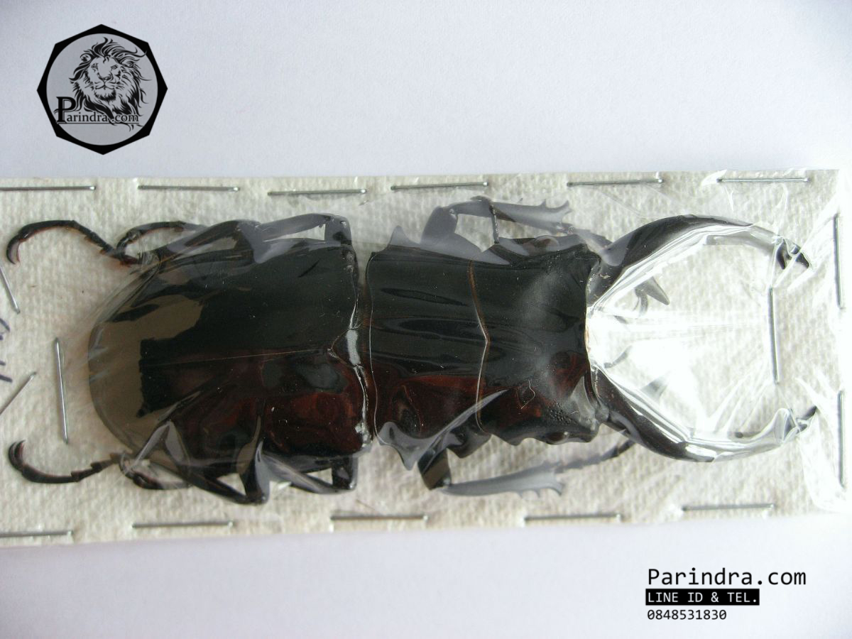 ซากด้วงคีม Odontolabis dalmani intermedia ขนาด 94 mm. จากประเทศฟิลิปปินส์