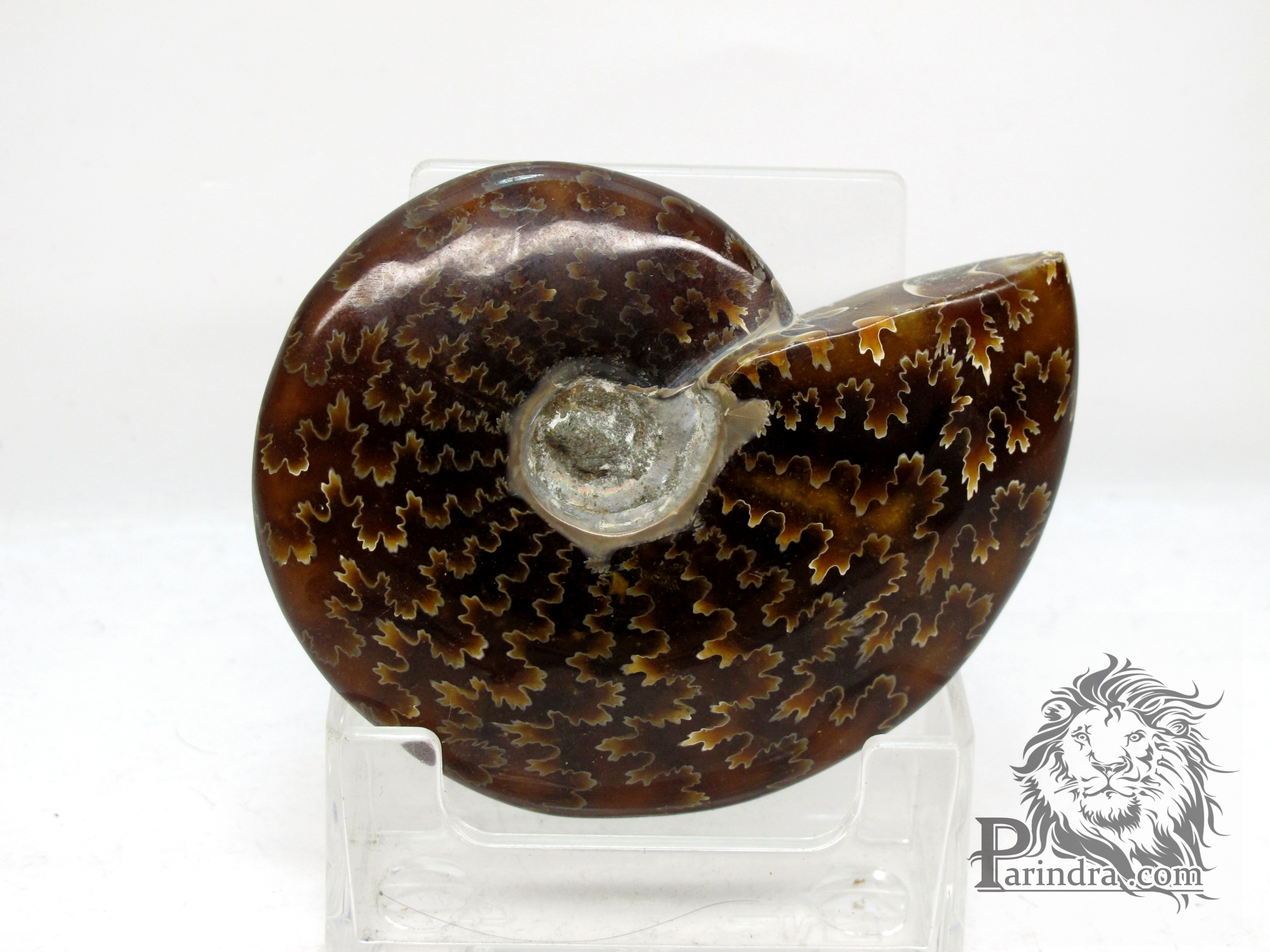 ฟอสซิล Ammonite (Cleoniceras besairiei) Fossil คัดสวยพิเศษ #AM021