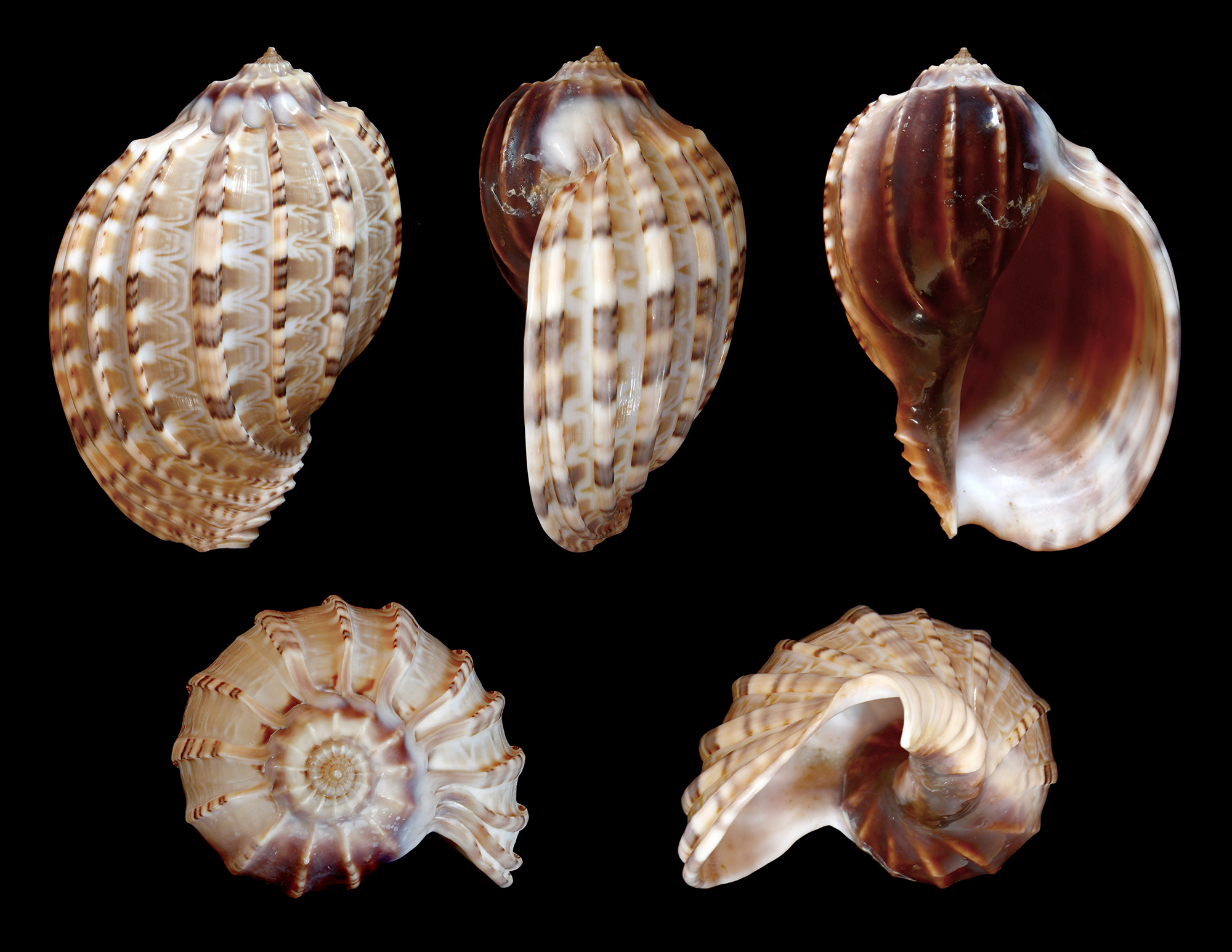 เปลือกหอยมะเฟือง #Harpa articularis จัดเซ็ต 1