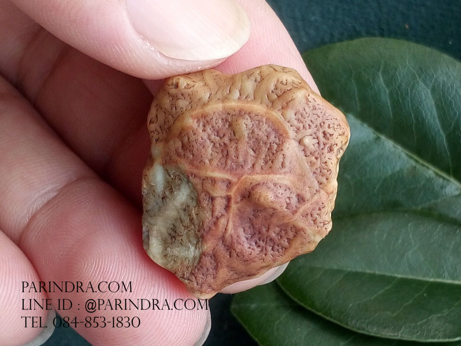 หินรูปทรงประหลาดจากทะเลทรายโกบี GOBI Fish Roe Stone #GOBI008