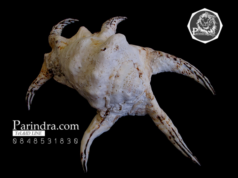 ขายเปลือกหอยจักรนารายณ์ Lambis chiragra สภาพสมบูรณ์ ขนาดใหญ่ 9 นิ้ว #LC003