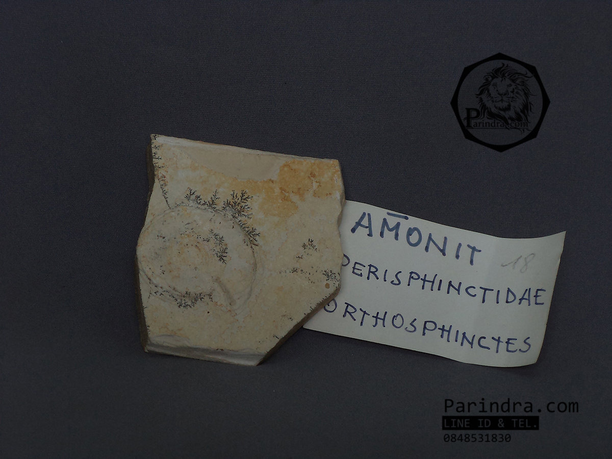 ขายฟอสซิล Ammonite Dendrite จากประเทศเยอรมัน #AM028