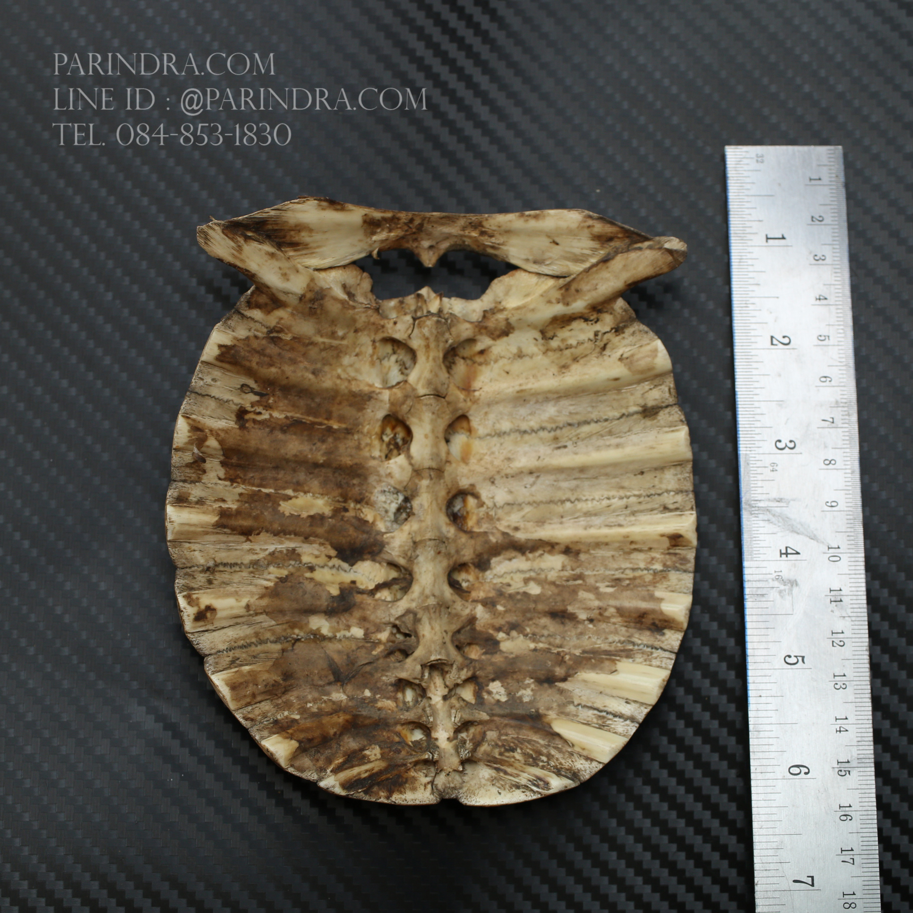 กระดองตะพาบน้ำ แกะสลัก จานอักขระ งานเก่าโบราณ น่าสะสม