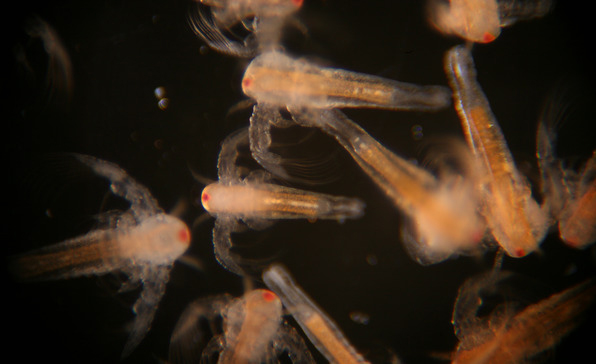 ไข่อาร์ทีเมีย S.K. ARTEMIA CYST BRINE SHRIMP EGGS ขนาด 50 กรัม