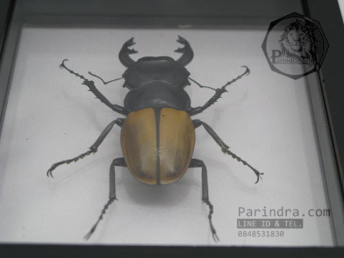 ด้วงกว่าง (Odontolabis mouhotii elegans) ในกรอบไม้สีดำ สำหรับตั้งโชว์ ขนาด 12.5x6x4 cm.