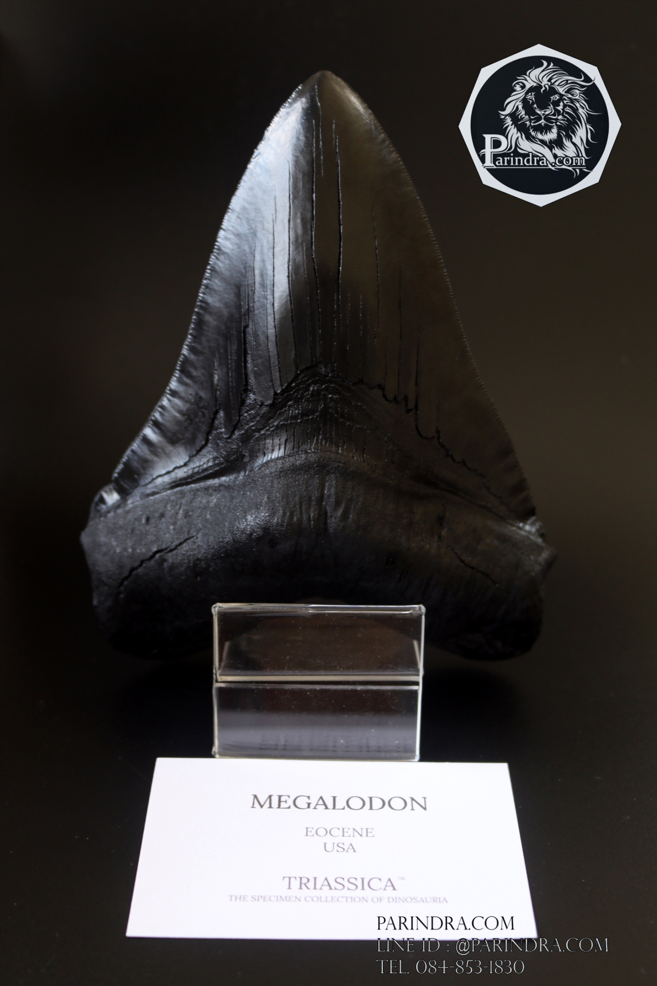 โมเดลจำลอง ฟันฉลามยักษ์เมกกาโลดอน Megalodon ขนาด 6 นิ้ว พร้อมฐานวาง #MGT006