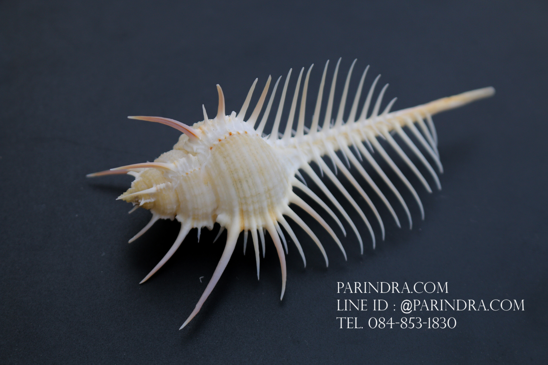 หอยสังข์หวี หอยสังข์หนาม (Murex pecten) ขนาด นิ้ว #MUREX005