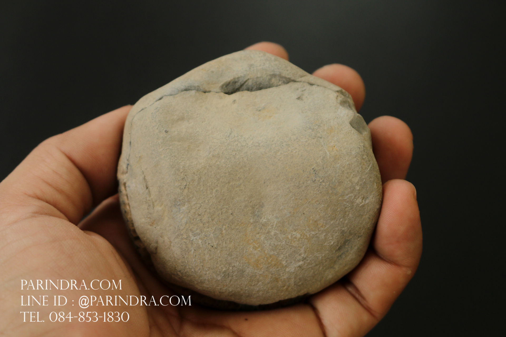 ฟอสซิล แอมโมไนต์ Ammonite Dactylioceras commune Whitby UK #AM039