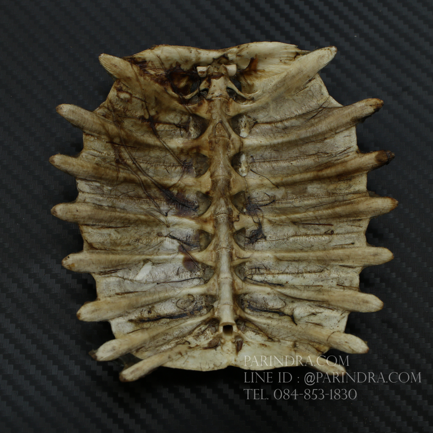 กระดองตะพาบน้ำ สำหรับการทำงานฝีมือ