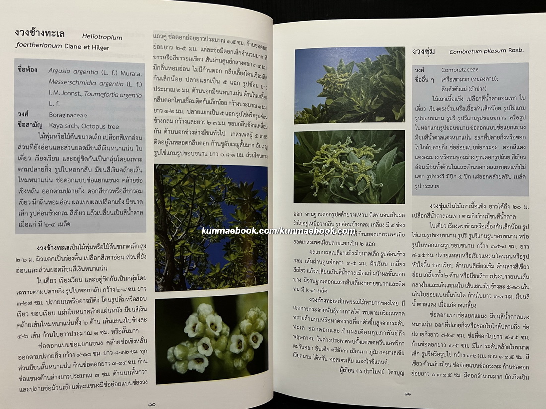 อนุกรมวิธานพืช อักษร ฆ-จ ( ราชบัณฑิตยสภา )