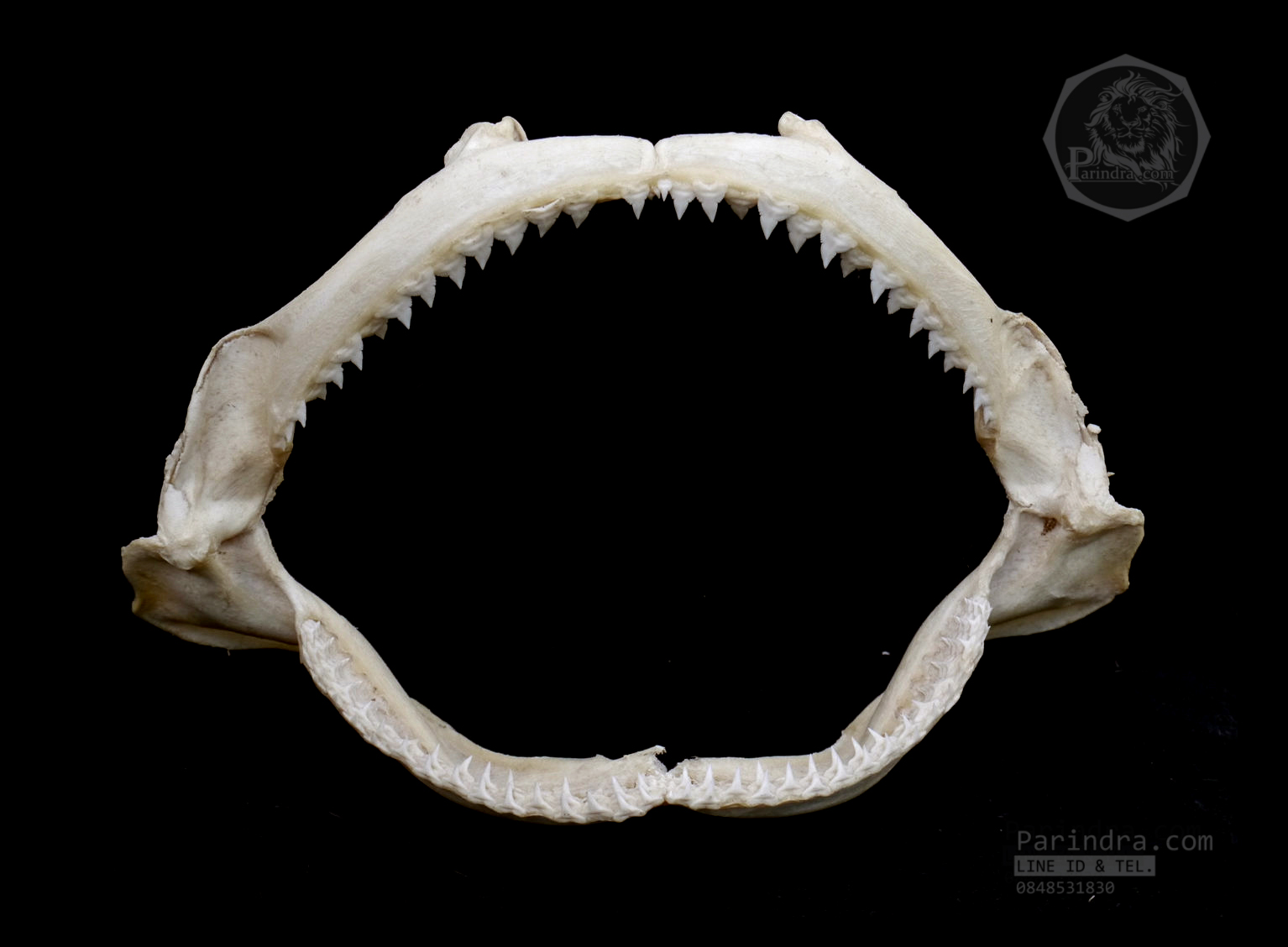 ปากปลาฉลามสำหรับตั้งโชว์ ขนาด 10 นิ้ว (Carcharhinus plumbeus) SHJ001