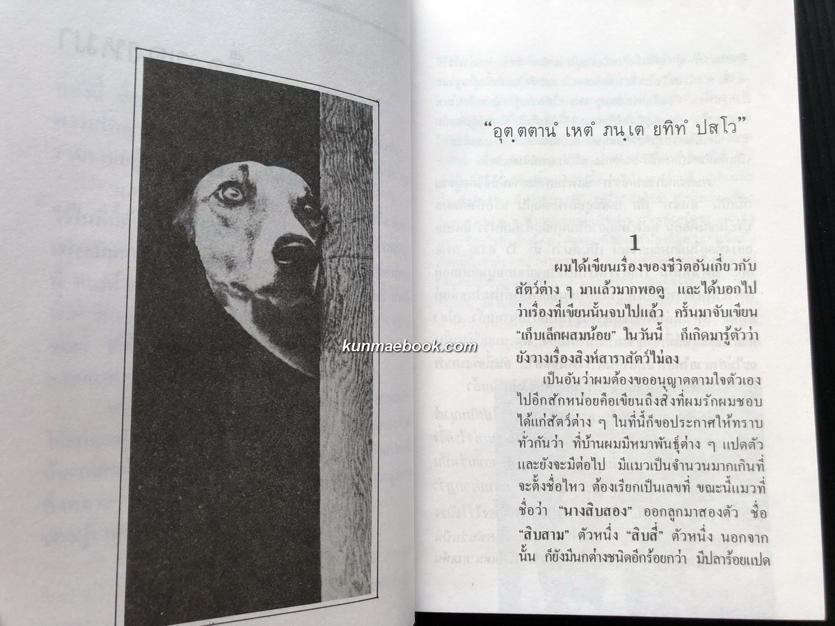 เรื่องของคนรักหมา ผลงานของ พลตรี ม.ร.ว.คึกฤทธิ์ ปราโมช