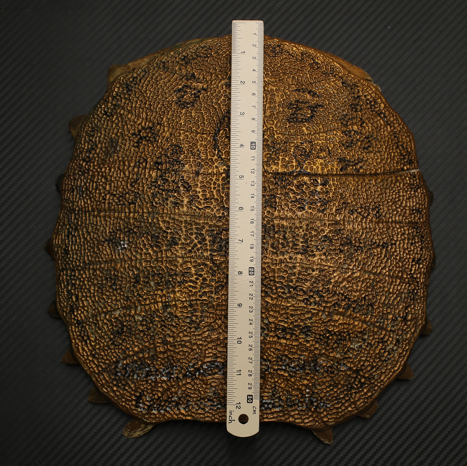 กระดองตะพาบ ขนาดใหญ่ ทาทับสีทอง ลวดลายจานอักขระ