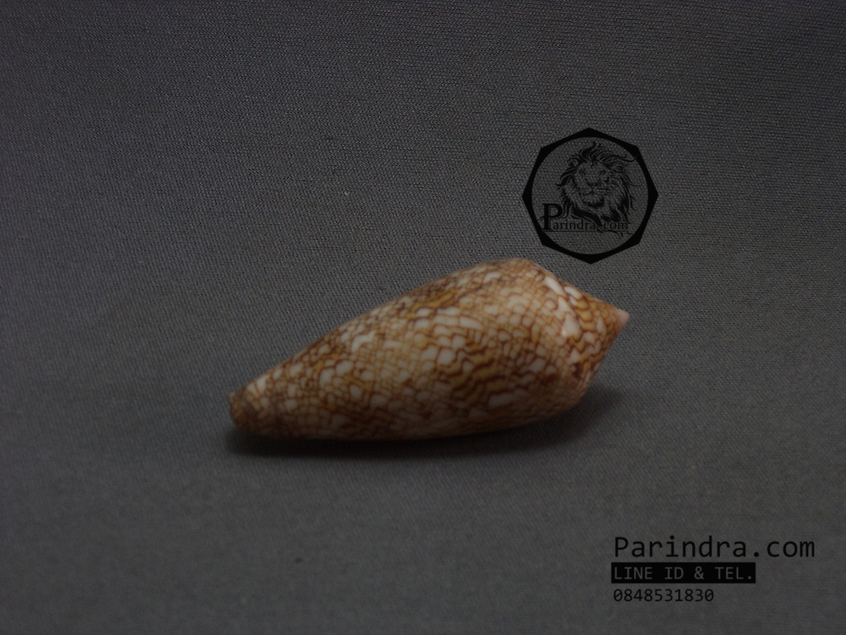 ขายเปลือกหอยเต้าปูน หอยสวยงามเพื่อการตกแต่ง สภาพสมบูรณ์