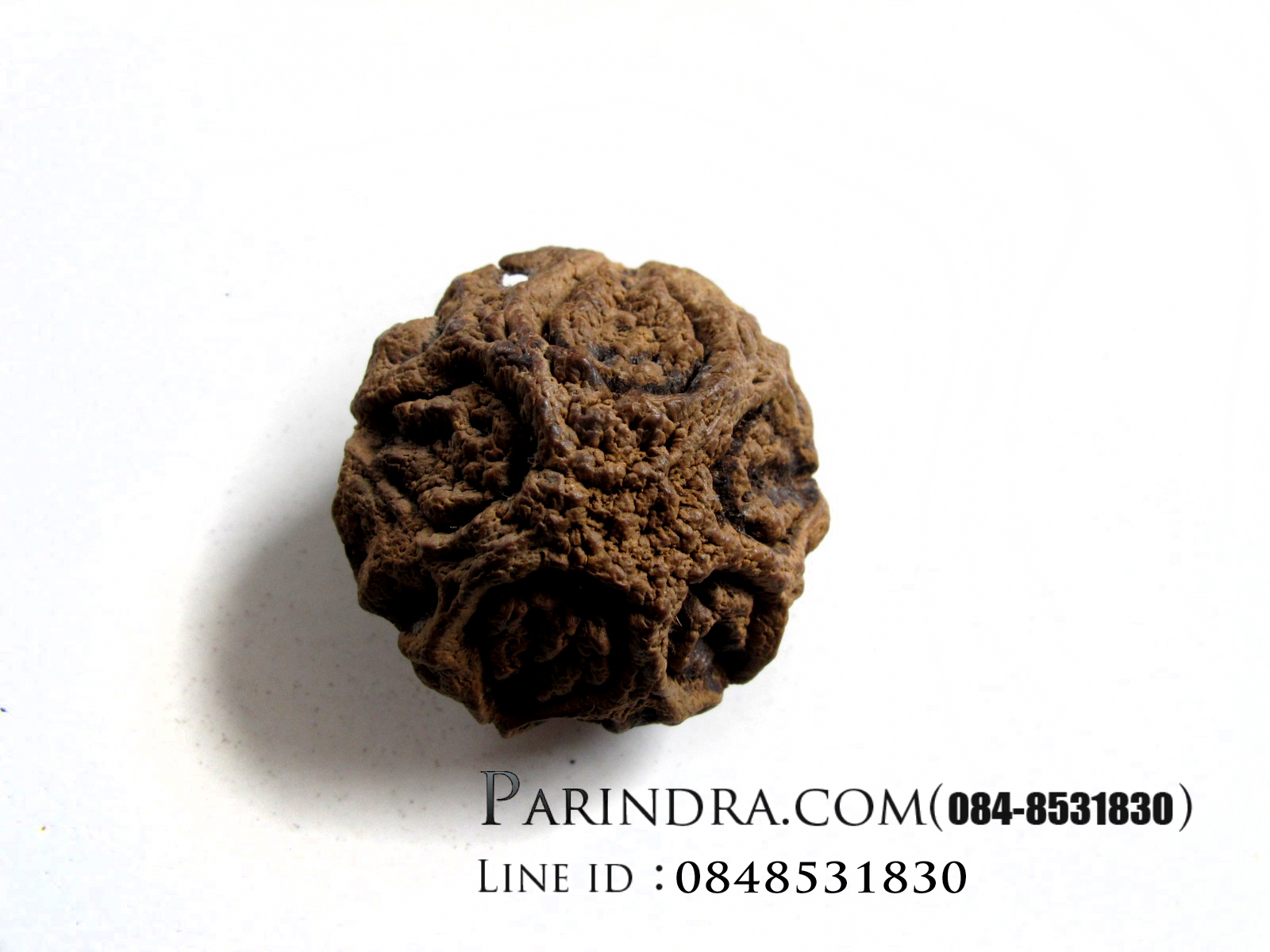 ว่านพระเจ้า 5 พระองค์ 002