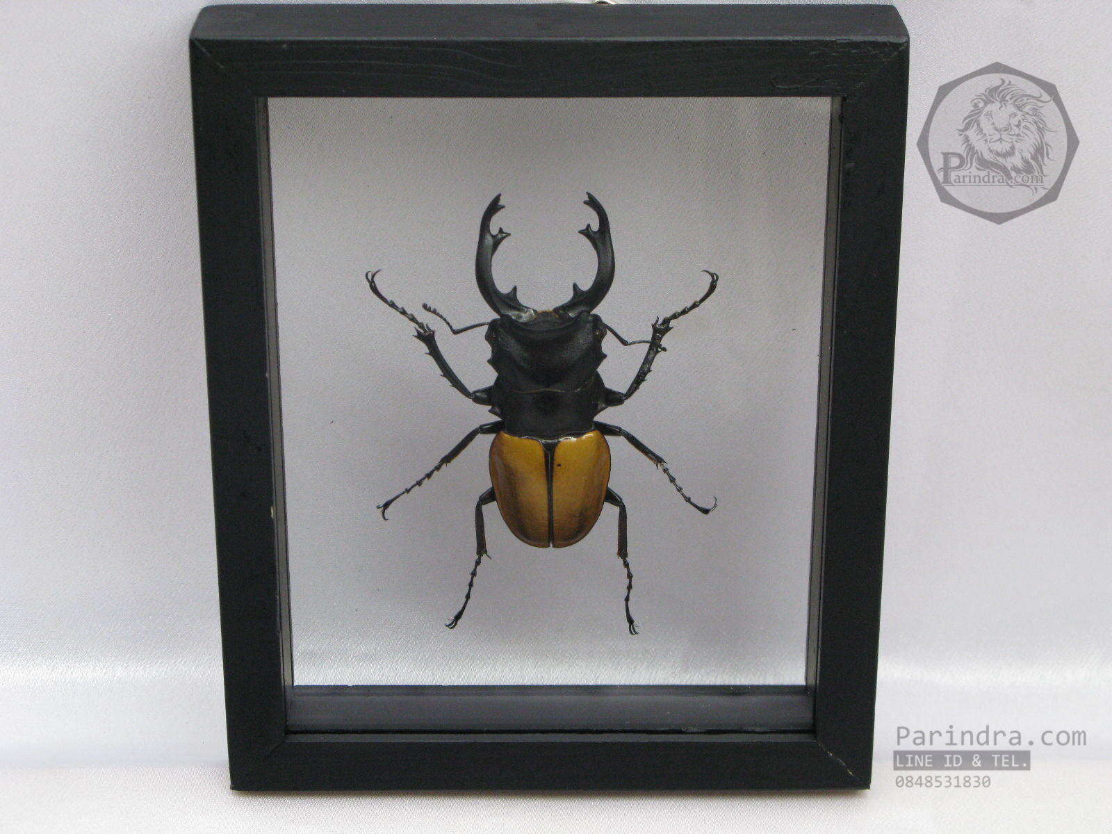 ด้วงกว่าง (Odontolabis mouhotii elegans) ในกรอบไม้สีดำ สำหรับตั้งโชว์ ขนาด 12.5x6x4 cm.