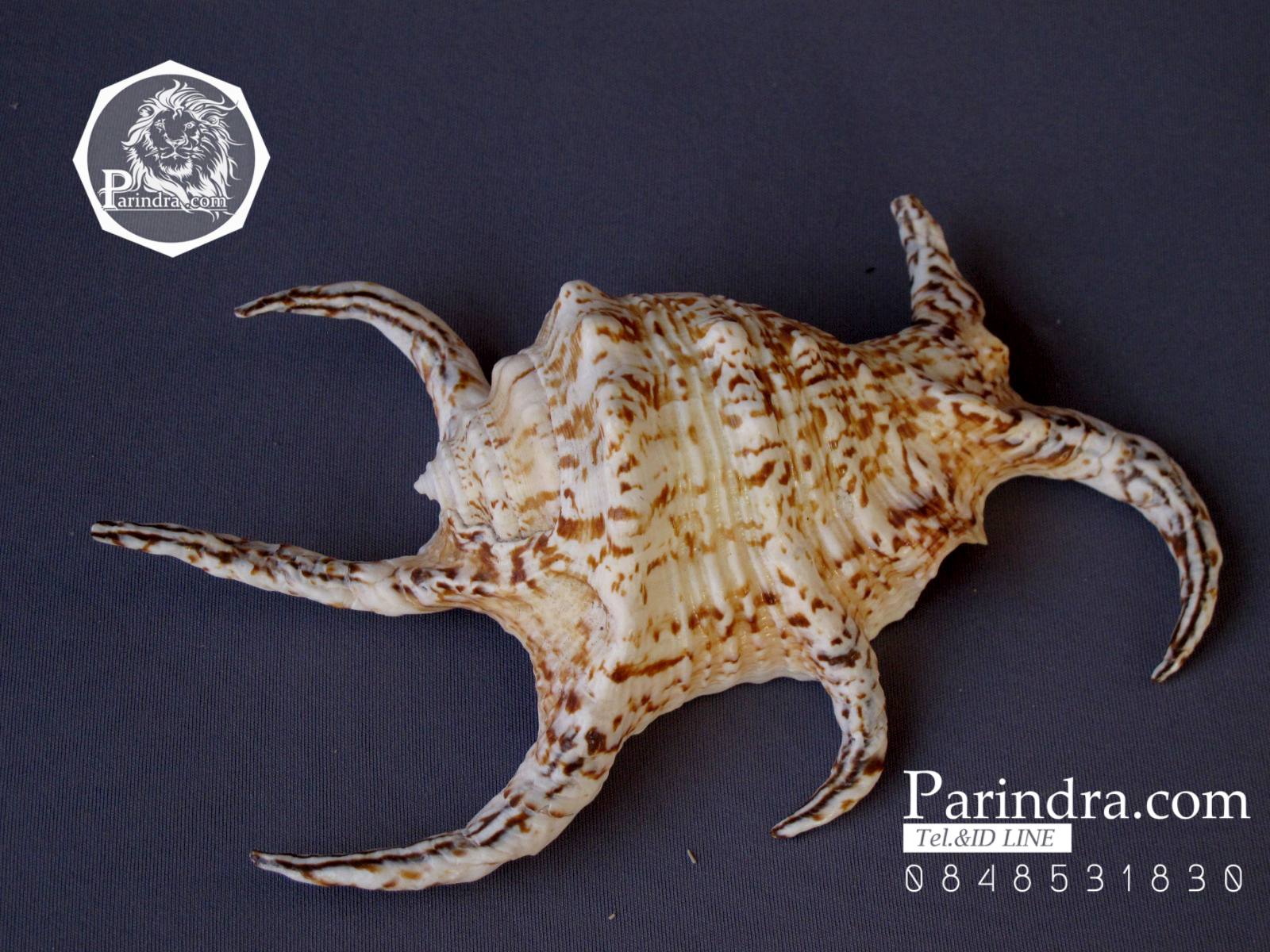 ขายเปลือกหอยจักรนารายณ์ Lambis chiragra สภาพสมบูรณ์ #LC005