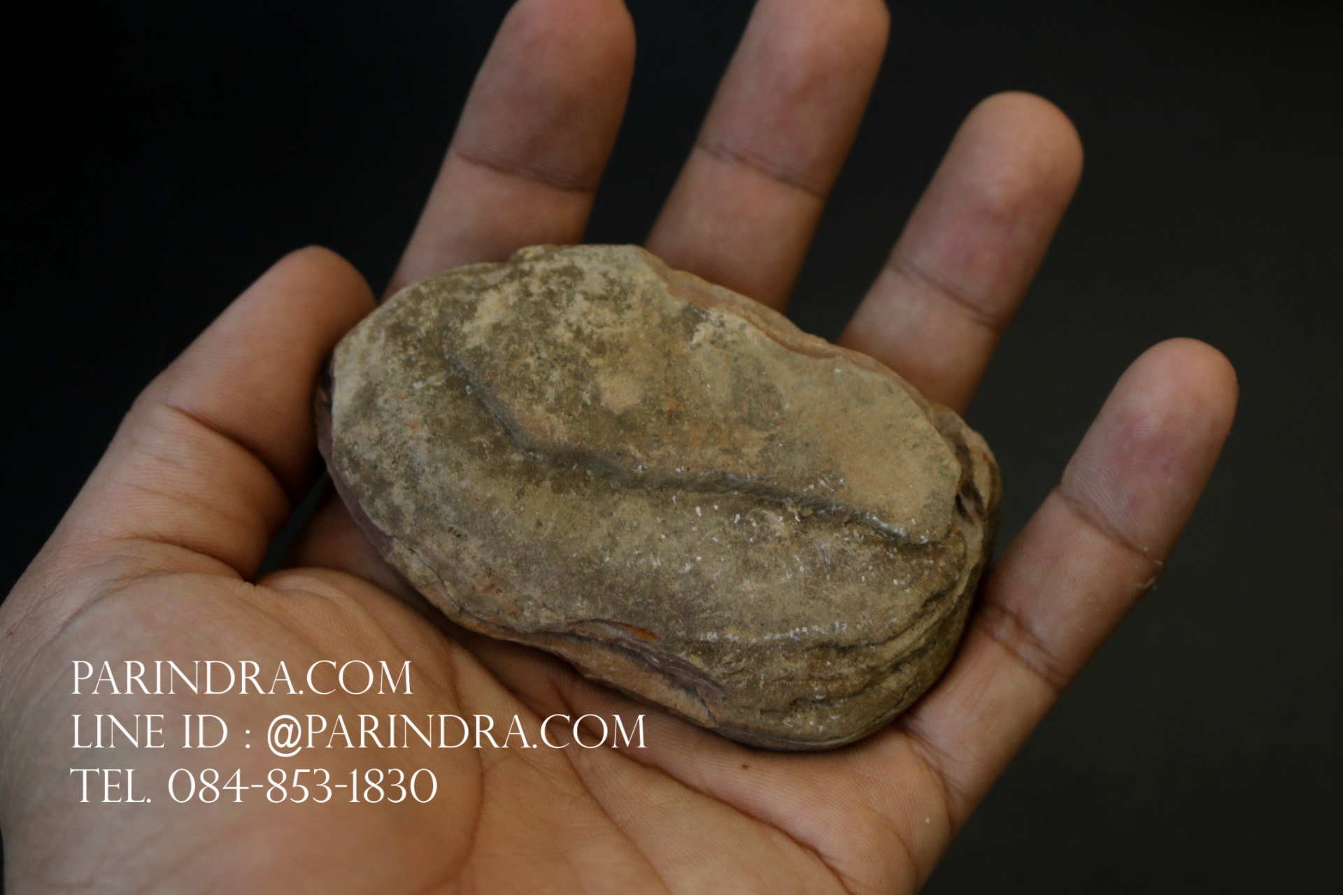 ฟอสซิลเฟิร์น ชนิด Neuropteris sp. จาก Mazon Creek, Illinois, USA #FRN002