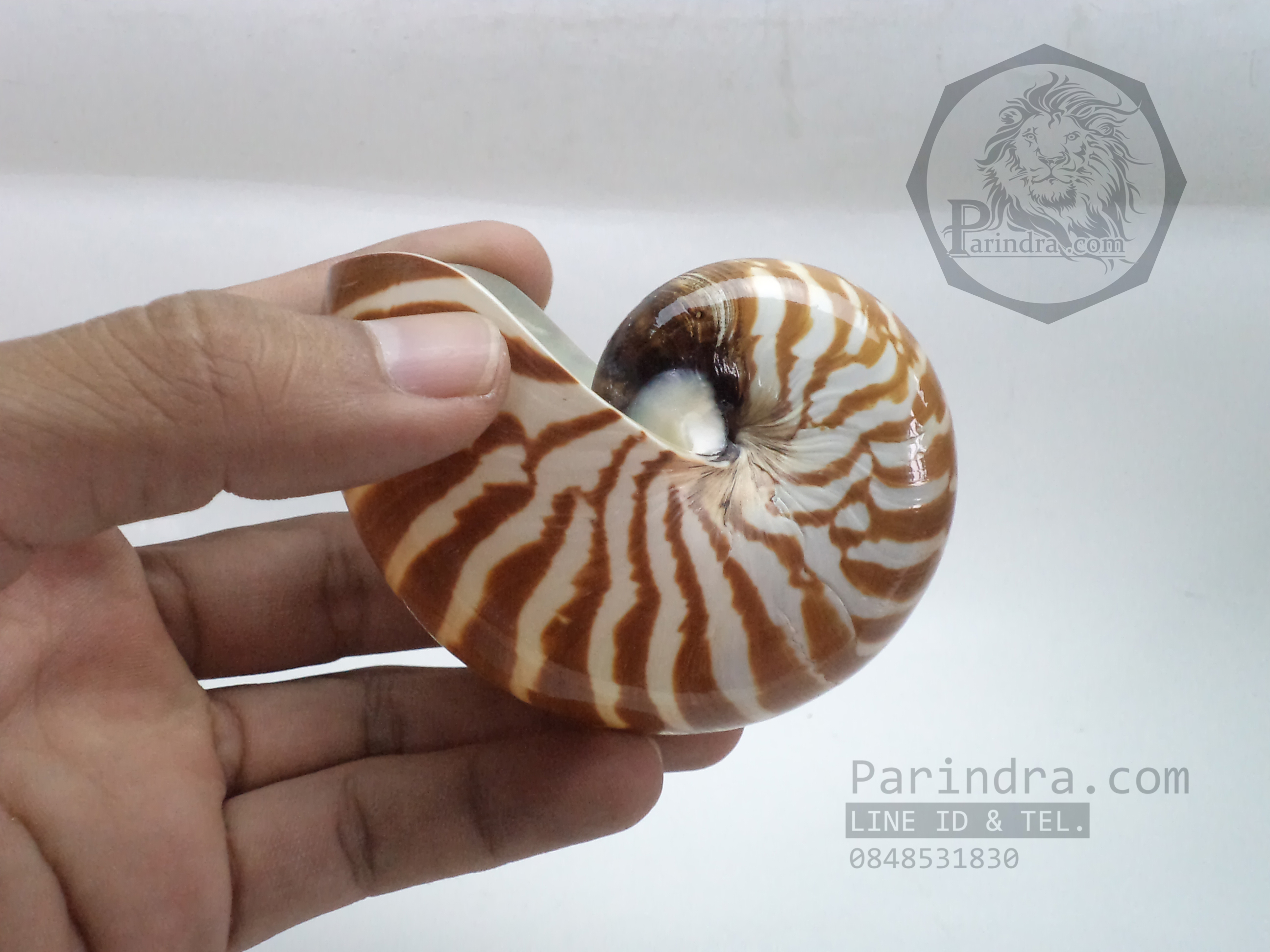 เปลือกหอย นอติลุส หอยงวงช้าง ขนาดเล็ก ขนาด 3 นิ้ว ผิวสีธรรมชาติ 004