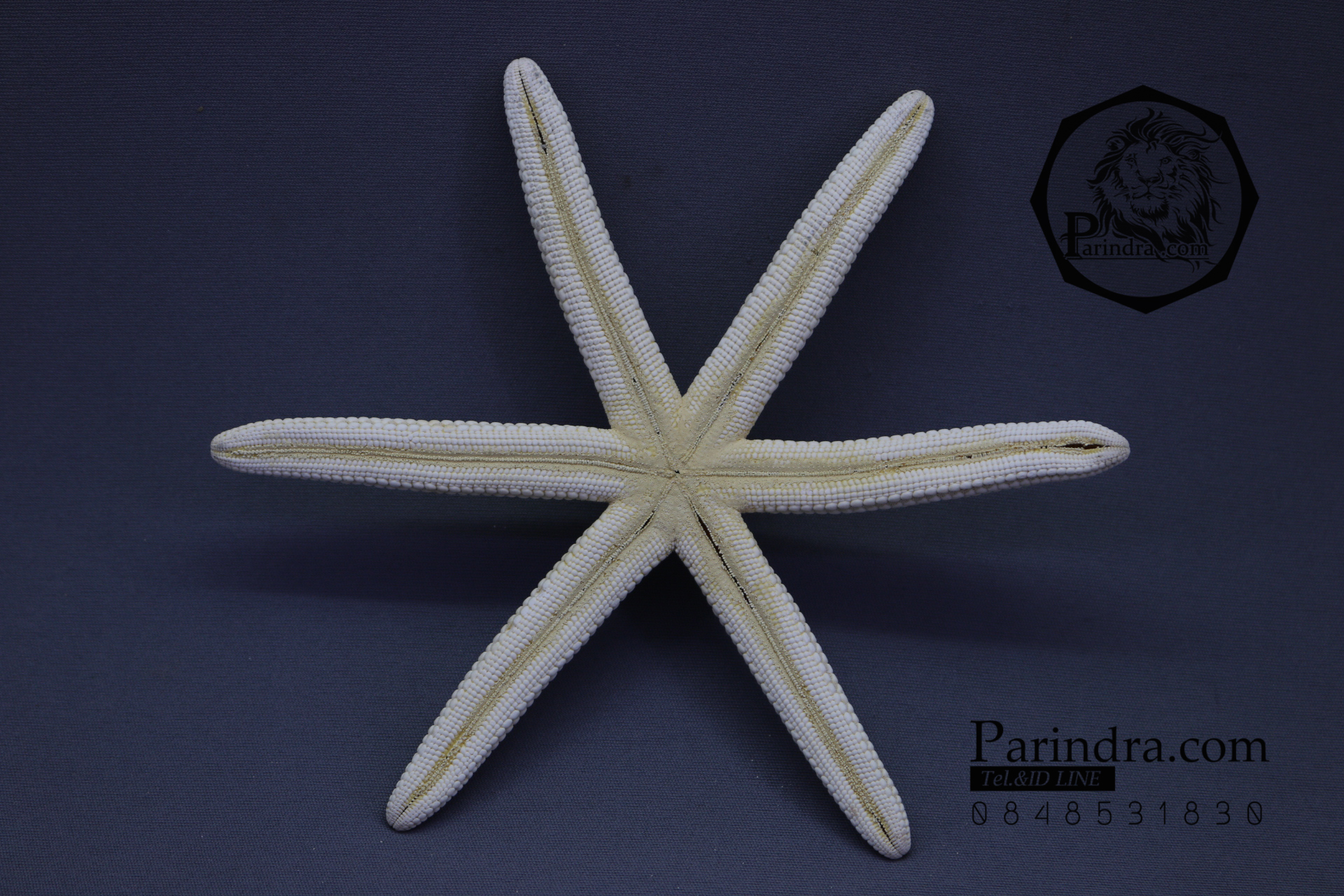 ปลาดาวแปลก มี 6 ขา หายากมาก ขนาด 6 นิ้ว สวยคัดพิเศษ RSF #003