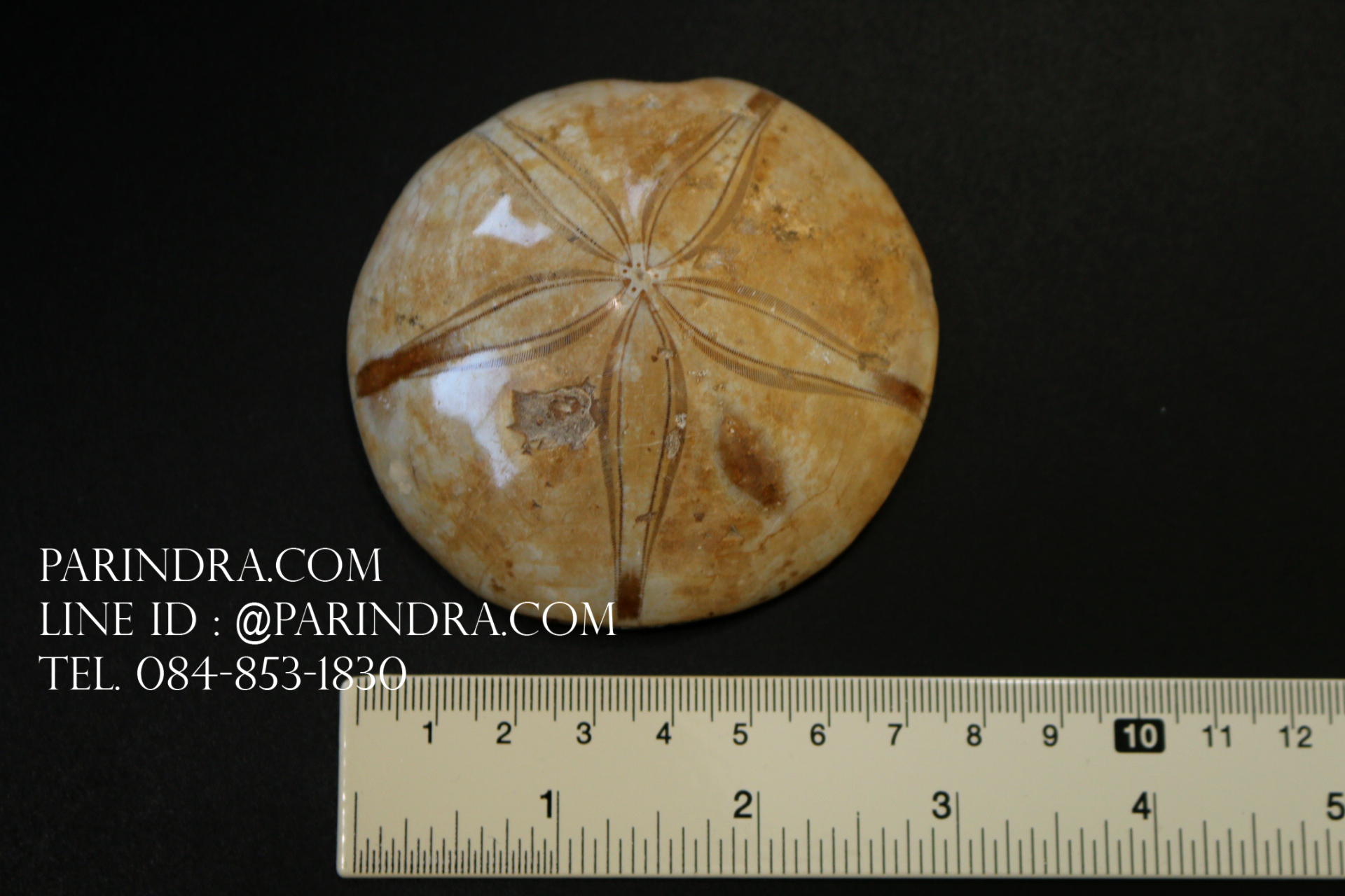 ฟอสซิล Sand Dollar FOSSIL Echinoid จาก Madagascar #SDF001