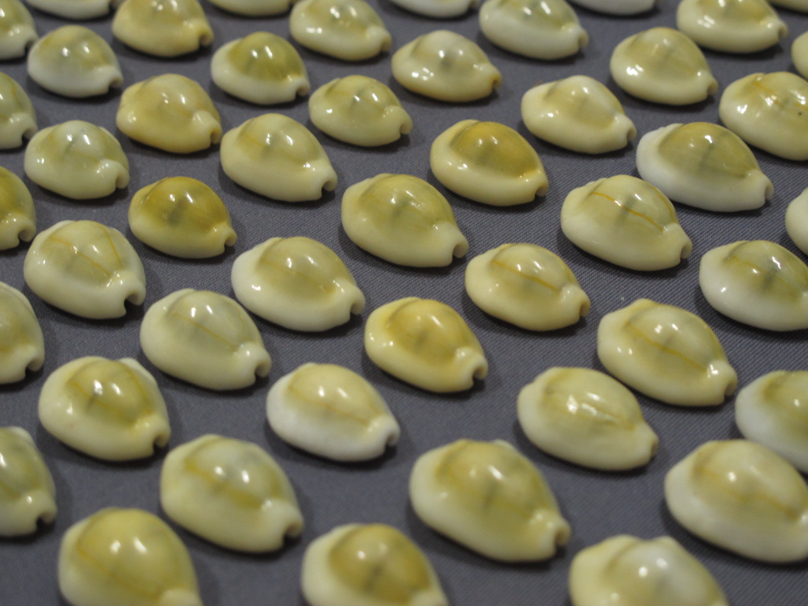 ขายเปลือกหอยเบี้ยจั๊กจั่น หอยเบี้ยจั่น Monetaria moneta