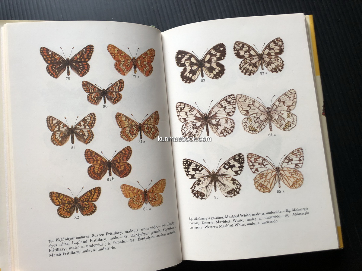 Butterflies in Colour.