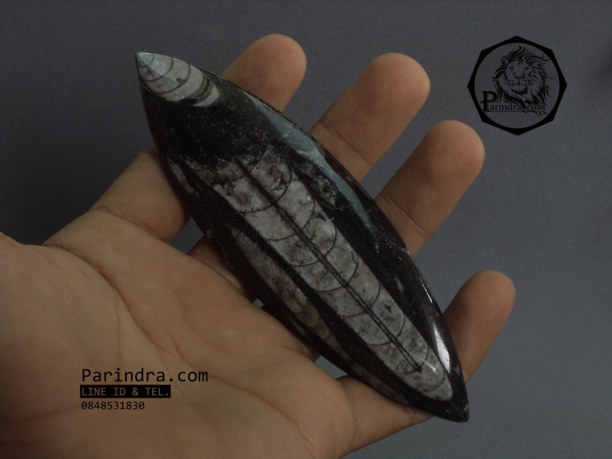 ฟอสซิล Nautiloid ออโทเซอรัส (Orthoceras sp.) - จาก Morocco #OT001