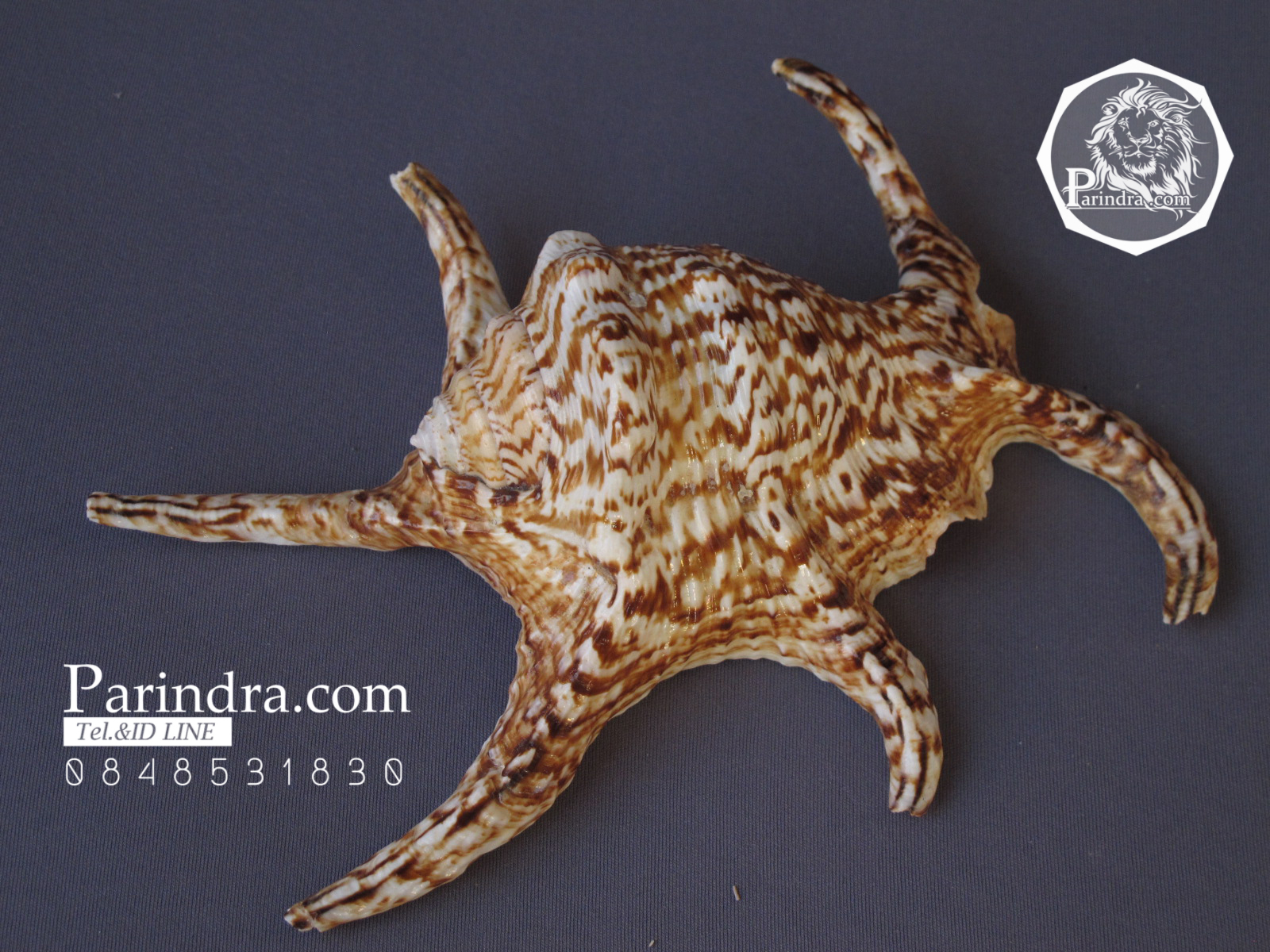 ขายเปลือกหอยจักรนารายณ์ Lambis chiragra สภาพสมบูรณ์ #LC004