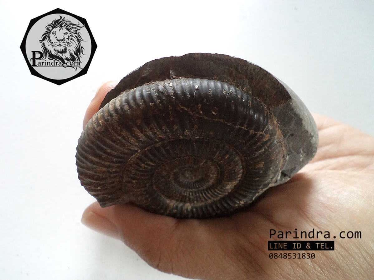 ฟอสซิลหอย Ammonite Dactylioceras commune Whitby Fossil UK #AM003