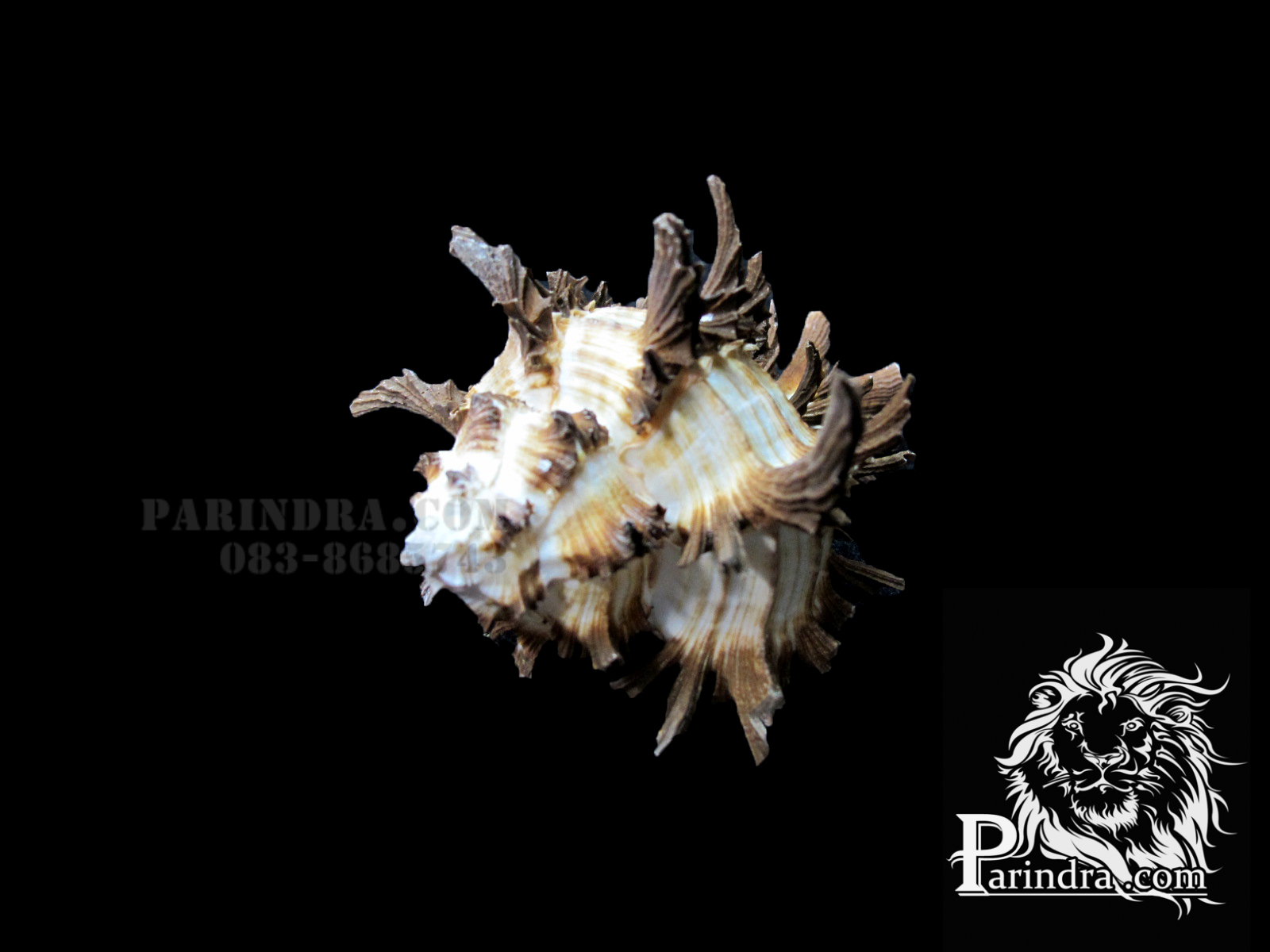 ขายเปลือกหอยสวยงามเพื่อการตกแต่ง สภาพสมบูรณ์