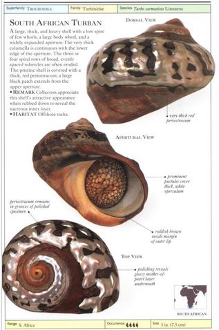 หนังสือคู่มือการสะสมเปลือกหอยของ Smithsonian Handbooks: Shells (หนังสือใหม่ มือ 1)